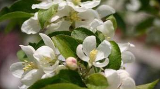 Detaljer av hvite blomster